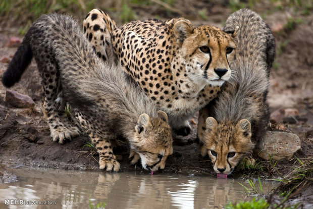 Asiatic-Cheetahs.jpg