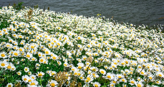 http://theiranproject.com/wp-content/uploads/2015/06/Flower-fields-in-Ardabil-680x360.jpg