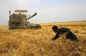 iran-wheat