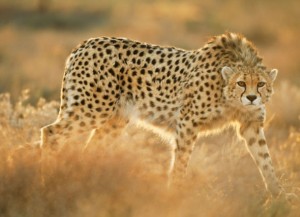 Iran is the last habitat of the Asiatic Cheetah. It is estimated that approximately 50 Asiatic Cheetahs live in the wild
