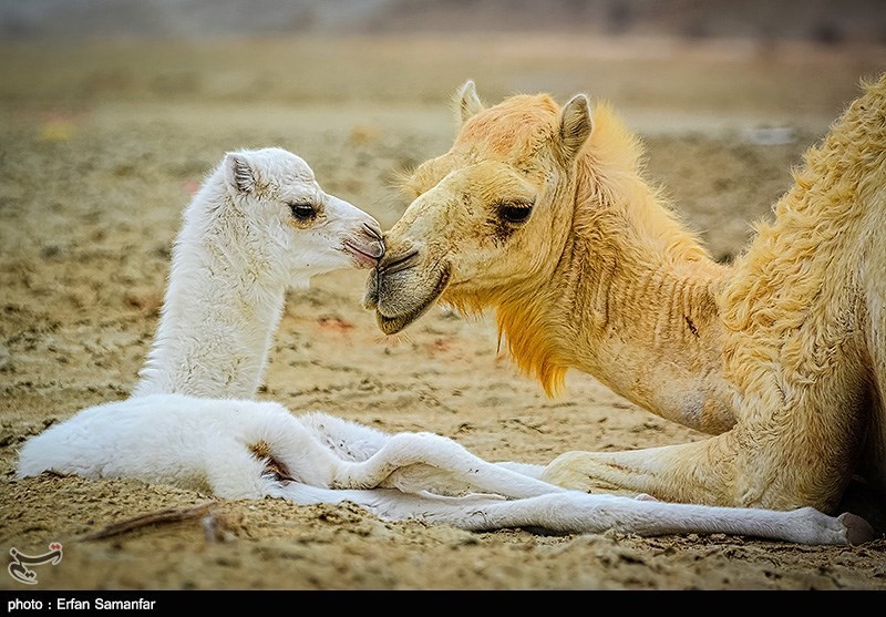 photos-iran-marks-national-animal-day