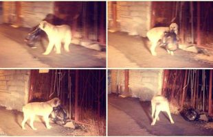 Iranian Dog Bins Trash Humans Leave in Street