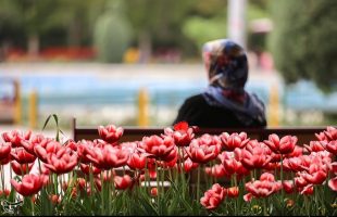 Tulips in spring