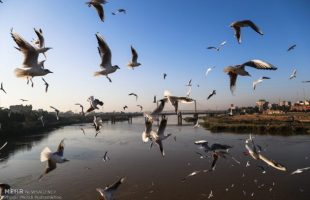 First Group of Migratory Birds Arrive in Iran’s Karun River
