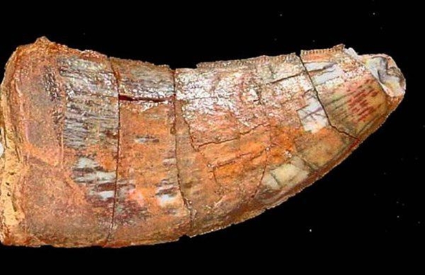 dinosaur tooth fossil