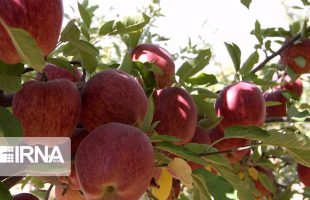 Iranian apple getting popular in India because of price and quality: Exporter