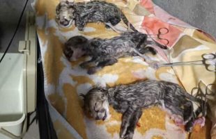 Iranian cheetah gives birth to three cubs