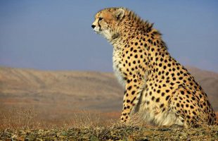 “Iran” able to reproduce cheetahs for next 5 years