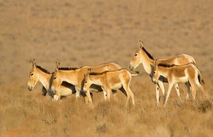 Captive breeding saves endangered Persian zebras