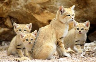 Over 100 vertebrate species in danger of disappearing
