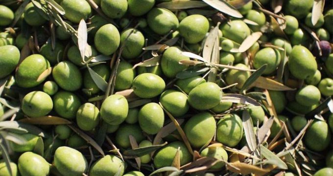 Iran expects bumper olive harvest this year at 200,000 mt