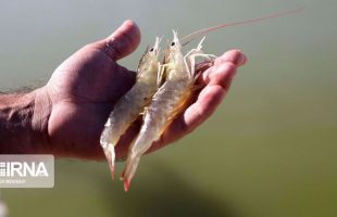Iran expects shrimp exports to China to jump in coming months