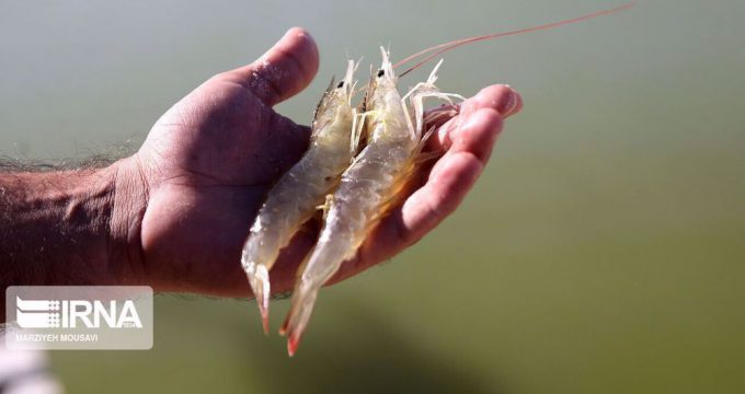 Iran expects shrimp exports to China to jump in coming months