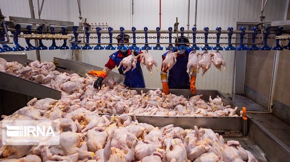 Iran ramping up poultry exports amid regional bird flu spread