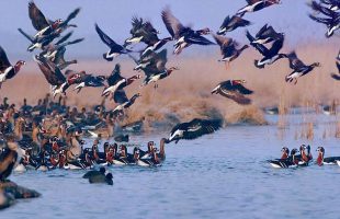 White Bridge hosting flocks of migratory birds