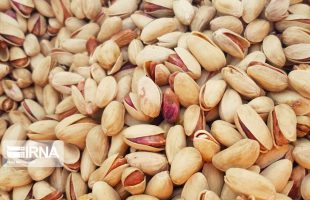 Geographical signs of Semnan's pistachio, plaster on int'l list