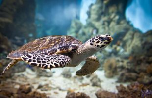 Fishing nets, a big threat to sea turtles