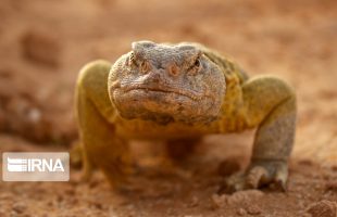 Hengam Island habitat of small dinosaurs in Persian Gulf