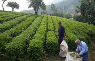 Iranian tea exported to 23 countries