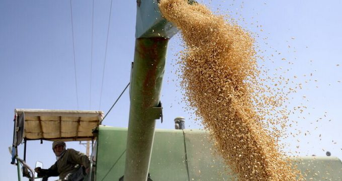 Iran’s cereal production rises 17.3% in current crop year: FAO