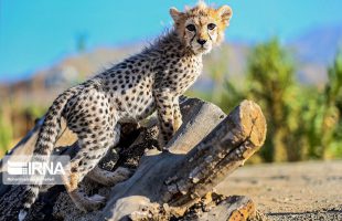 Iranian court sentences offenders to provide food for cheetah cub
