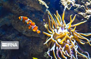 Biodiversity helps develop maritime tourism in Qeshm Island