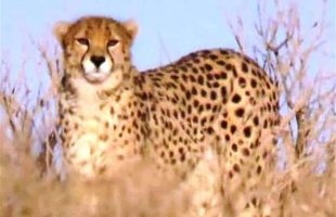 Female Asian cheetah spotted in Iran's Touran Wildlife Refuge