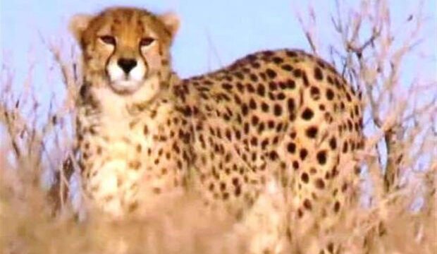 Female Asian cheetah spotted in Iran's Touran Wildlife Refuge