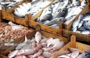 Official: Iran's Hormozgan exports over 46K tons of aquatic products