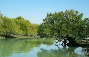 Plan on expanding mangrove forests on agenda