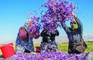 Iran’s annual saffron production rises 20%