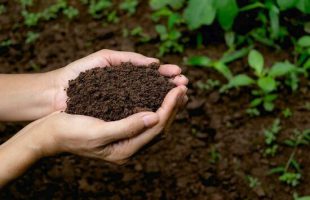Over 670 national standards set for soil protection